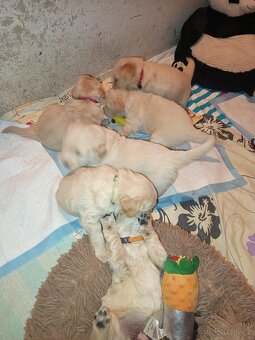 Štěňátka zlatého retrívra - 10