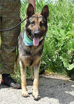RENE K ADOPCI - 4 ROKY,KAMARÁDSKÝ,ZVĚDAVÝ,HRAVÝ - 10
