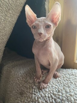 Sphynx - 10