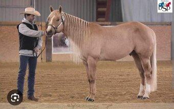 AQH letošní hřebeček se skvělou povahu a původem - 10