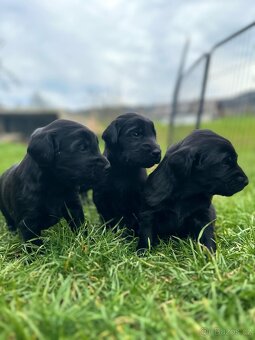 Flat coated retriever - 10