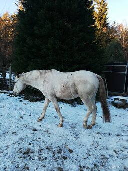 Připouštění homozygot. hřebci APH a Appaloosa - 10