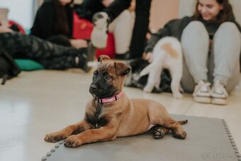 Šteniatka belgický ovčiak s PP - 10