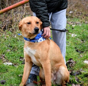 CHULIO K ADOPCI - 1 ROK, UMAZLENÝ, HODNÝ, VHODNÝ K DĚTEM - 10