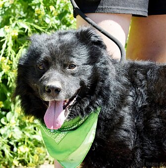 TICEAS K ADOPCI- 3 ROKY,TULÍCÍ ČERTÍK,HODNÝ,KLIDNÝ - 10