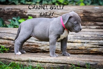 American bully XL/XXL - 10