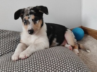 krátkosrstá kólie - 10