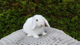 Zakrslý beránek, králíček, králík - TYMIÁN A HOLLY - 10