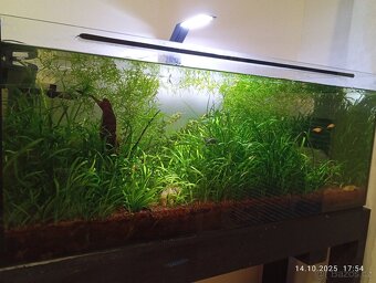 Prodám akvárium 160 l - 10