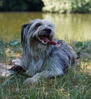 Pyrenejský ovčák s PP - štěňátka - 10