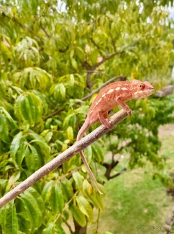Chameleon pardálí nosy be, terárium - 10