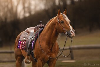 Pripúšťanie QH Palomino -reining - 10