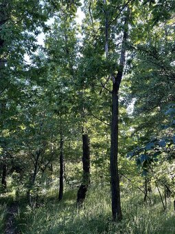 Prodám lesní pozemek v k.ú. Oplot - 10