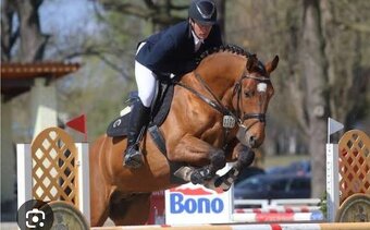 Tříletý valach CS po Heartvit ZH - 10