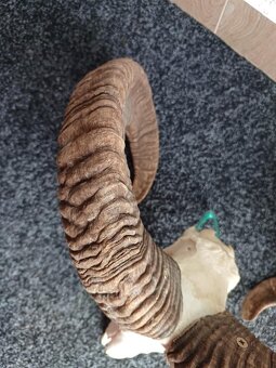 Muflon trofej (rohy; toulce) 58 cm - 10