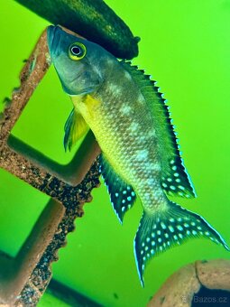 Největší výběr Afrických cichlid na jihu Čech - 10