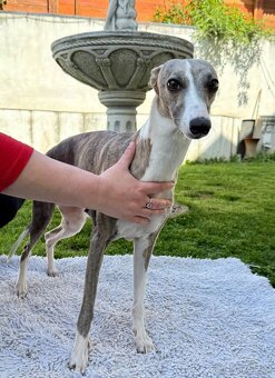 Whippet / Vipet Štěňátka s PP - 10