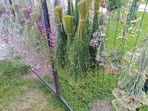 sušená statice sinuata,limonka, sušené květiny - 10