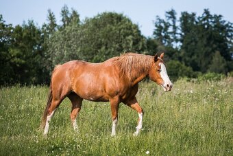AQH/APH sorrel overo klisna - 10