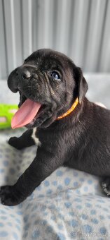 Cane Corso štěňata 🐾 - 10