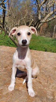 Whippet,Vipet s PP - 10
