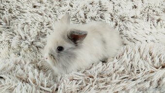 Zakrslý králík, králíček -(lvíček)-VIKTOR - 10