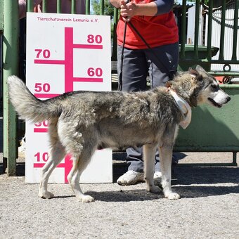 ALEKSIA K ADOPCI - 1 ROK, UČENLIVÁ, AKTIVNÍ, KAMARÁDSKÁ - 10