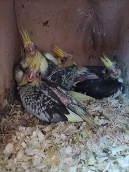 Korelky ručně dokrmené Brno - 10