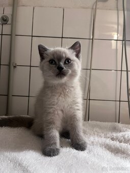 Britská modrá koťátka - 10