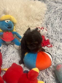 Jorkširský teriér s pp - 10