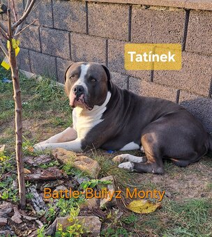 American Bully XL ŠTĚŇATA K ODBĚRU - 10