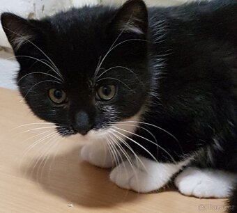 Darujeme koťátka - 10