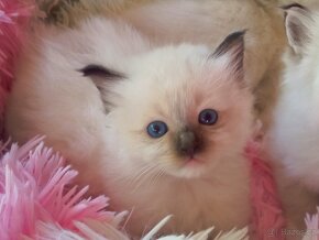 Kocourek Ragdoll ke krytí - 10