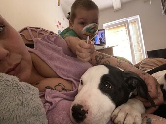 X American bully staford pitbull - 10