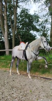 Lusitano valach - 5 r. - 10