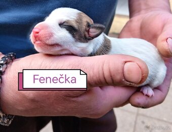 Jack russel teriér - 10