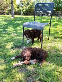 Lagotto romagnolo ( italský vodní pes) - 10