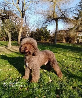Lagotto romagnolo ( italský vodní pes) - 10