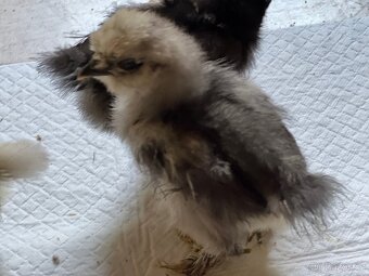Hedvábnička velká 8-10dní 🐣🐣🐣 - 10