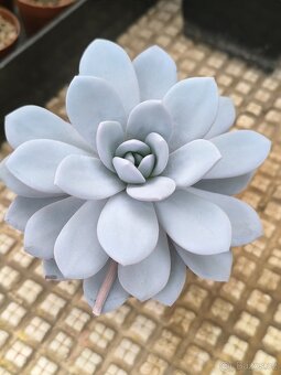 Kaktusy a sukulenty - 10