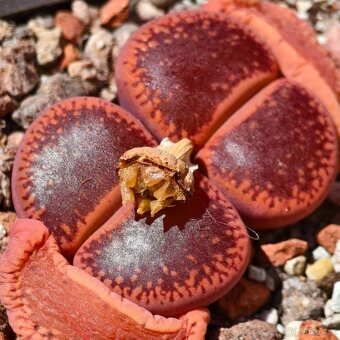 Lithops - Conophytum - 10