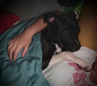 Fenečka pittbula a cane corso - 10
