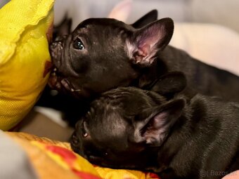 Francouzský buldoček – štěňátka - 10