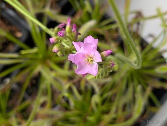 Rosnatka kapská, Drosera capensis - 10