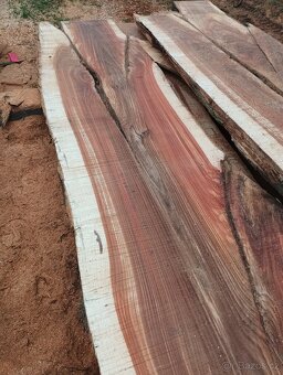 Fošny z červeného Jilmu - 10