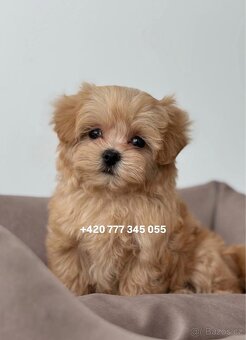 Maltipoo F1 caramel 3 měsíce 1500€‼️ Momi - 10