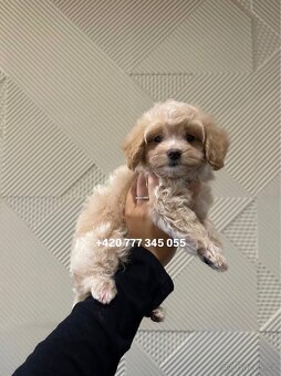 Maltipoo F1 fenka Kamila - 10