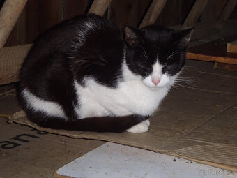 NABÍZÍM KŘÍŽENOU MODROU KOČIČKU (MAINSKÁ x SIBIŘSKÁ) - 10