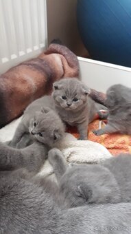 Britský kocourek ke krytí - 10