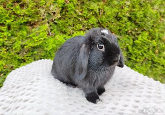 Zakrslý beránek, králíček, králík - ELLA - 10